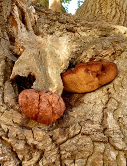 The anamorphic state (left) adjacent to the teleomorphic state (right) on oak in Basildon, Essex 